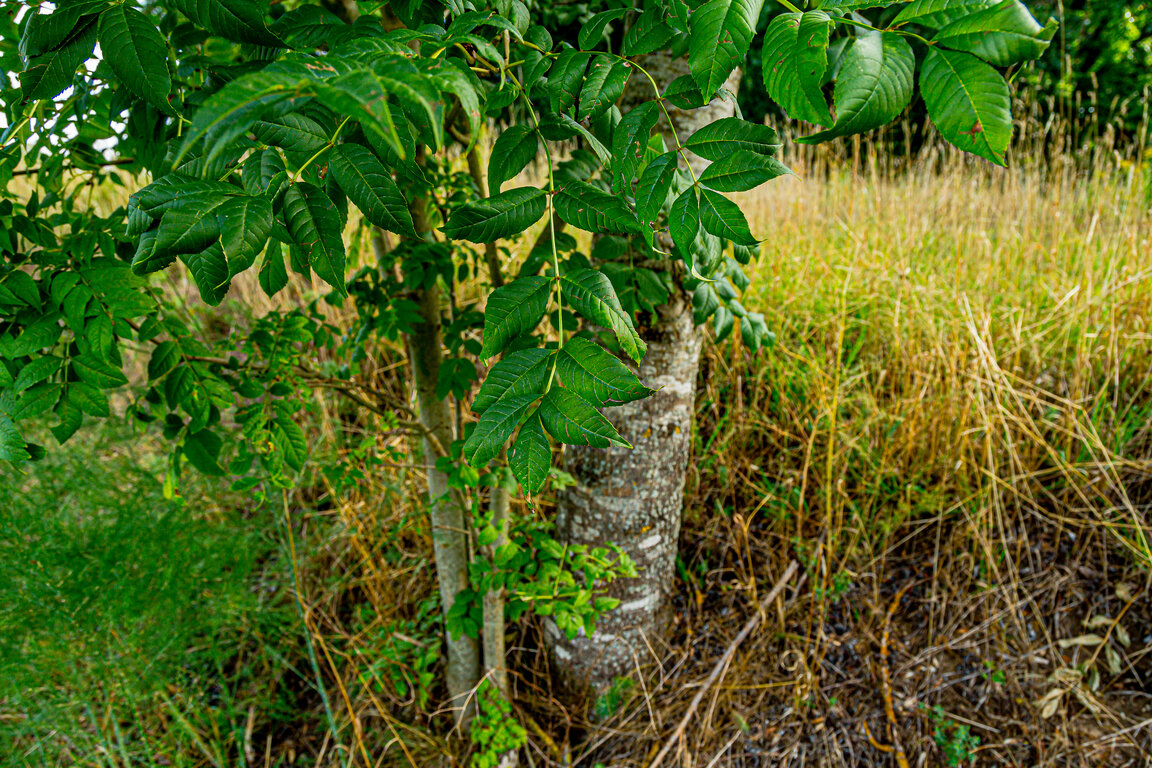 Image: _JA 40805 Esche mit Nachwuchs.jpg